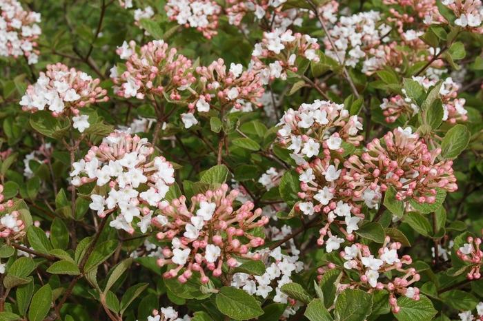 Viburnum carlesii Spice Island™