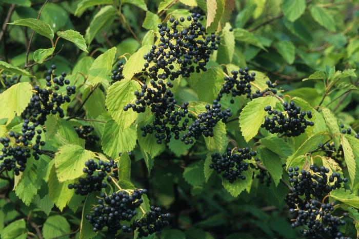 Viburnum dentatum 