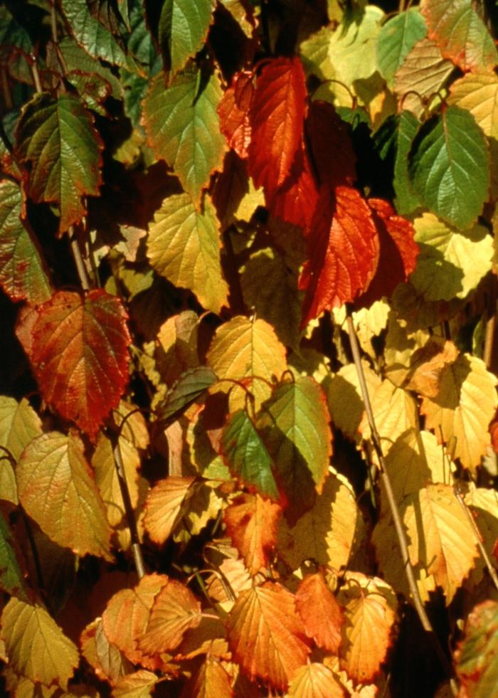 Viburnum dentatum Blue Blaze™