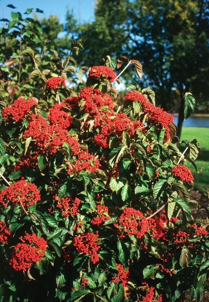 Viburnum dilatatum Cardinal Candy®