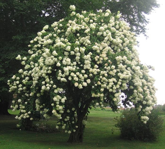 Viburnum lentago 