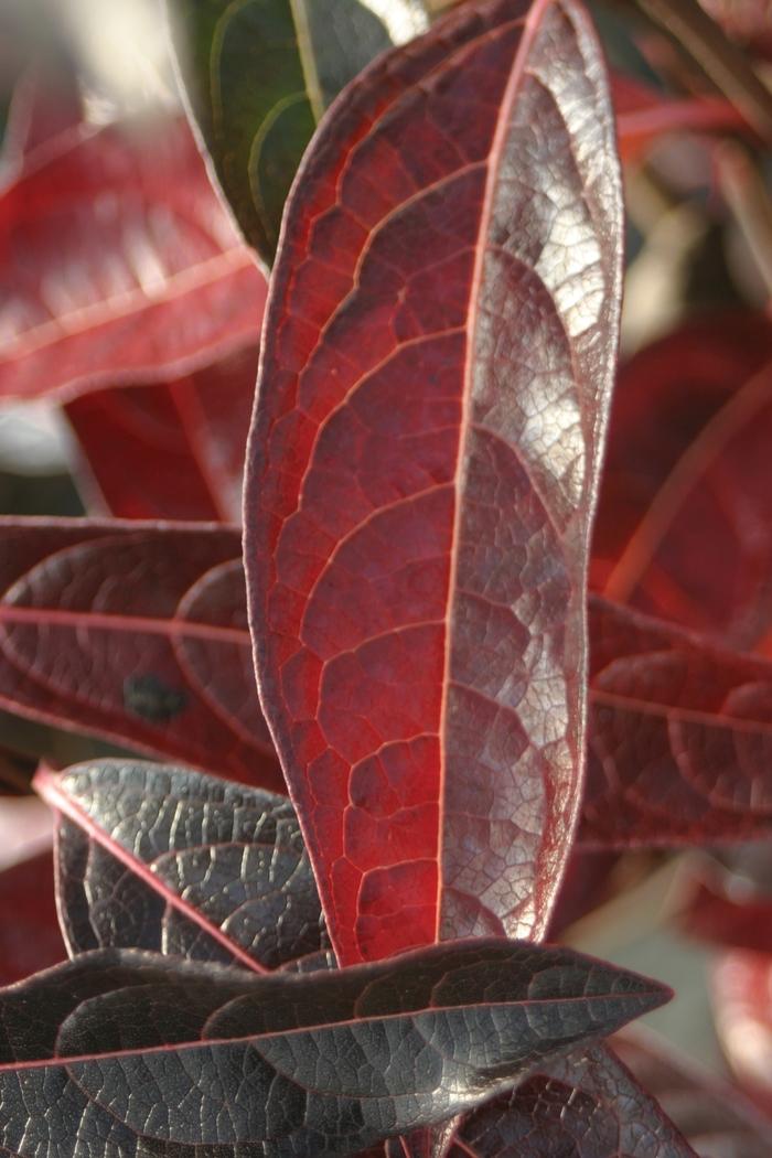 Viburnum nudum Brandywine™