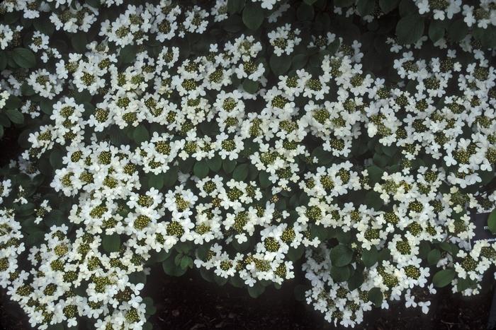 Viburnum plicatum f. tomentosum 