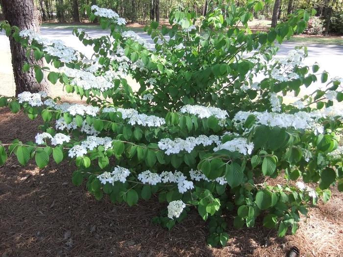 Viburnum plicatum f. tomentosum Shasta