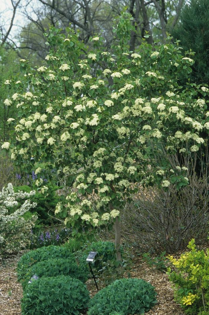 Viburnum prunifolium 