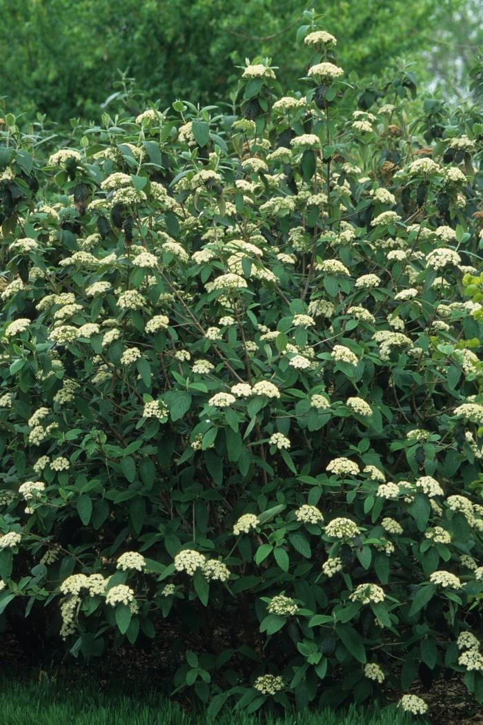 Viburnum rhytidophyllum 