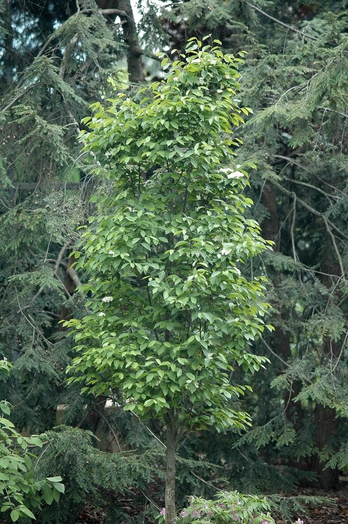 Viburnum x burkwoodii 