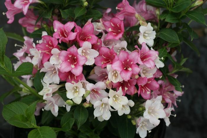 Weigela florida Czechmark Trilogy®