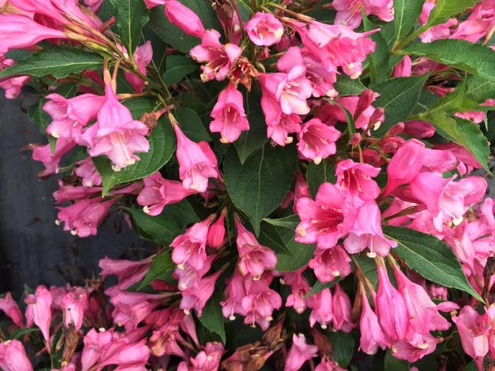 Weigela florida Czechmark Twopink®