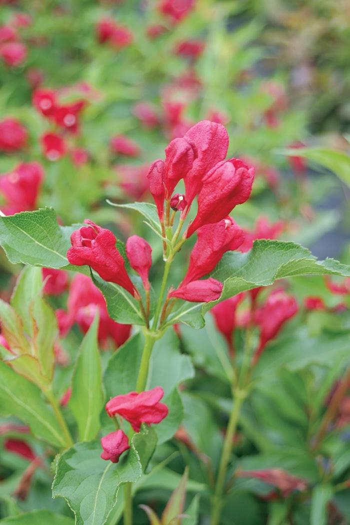 Weigela florida Sonic Bloom® Red