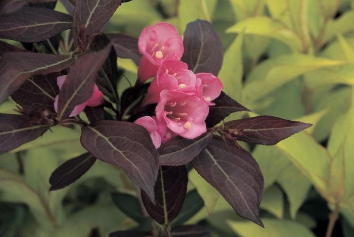 Weigela florida 'Wine & Roses®' Weigela from Hardscrabble Farms