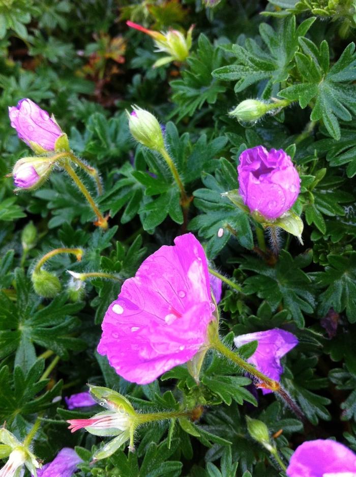 Geranium sanguineum Max Frei