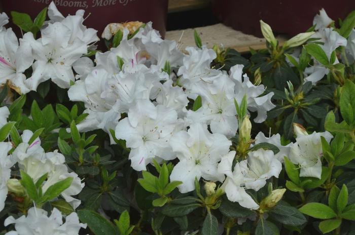 Rhododendron Encore® Autumn Lily®