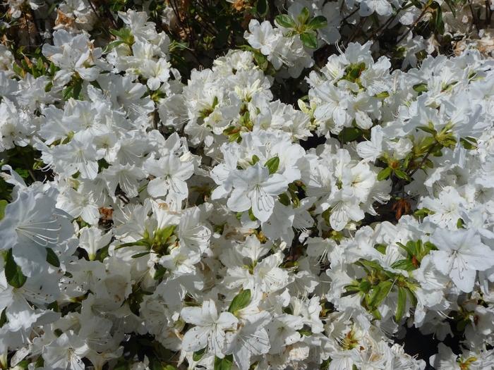 Rhododendron Glenn Dale hybrid Delaware Valley White