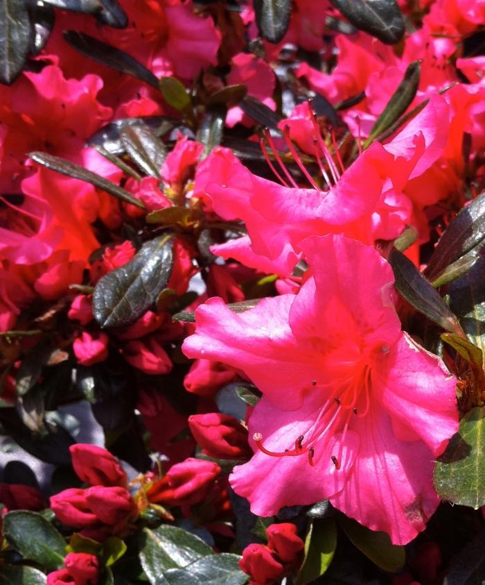 Rhododendron Girard hybrid Girard's Rose