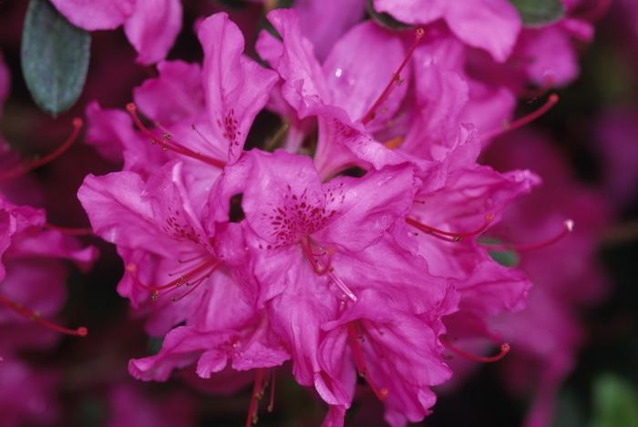 Rhododendron Gable hybrid Karen