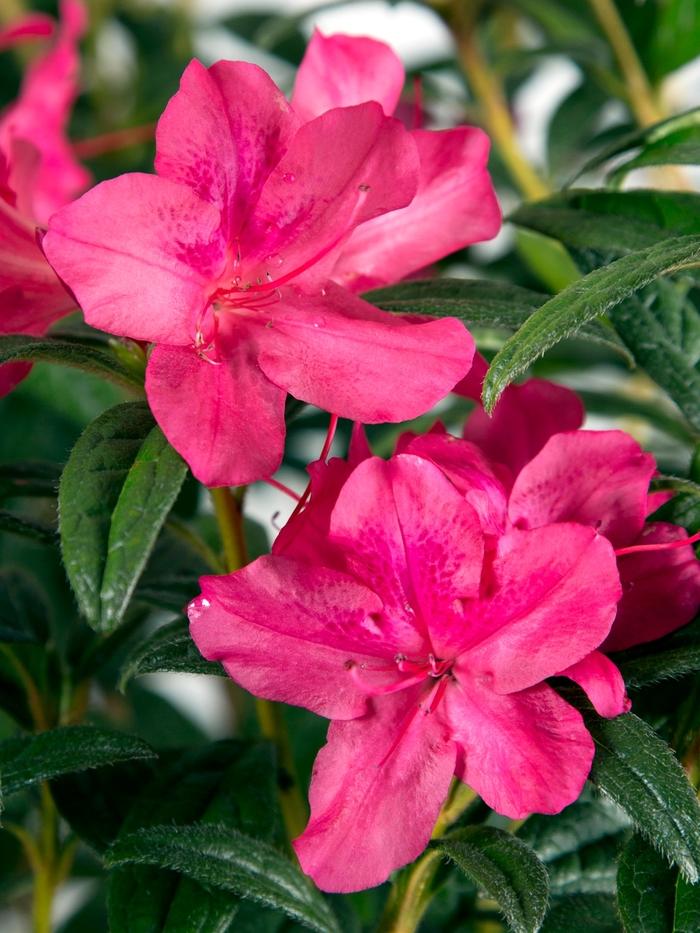 Rhododendron Encore® Autumn Jewel®