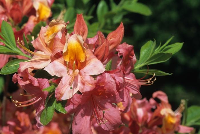 Rhododendron Mount Saint Helens