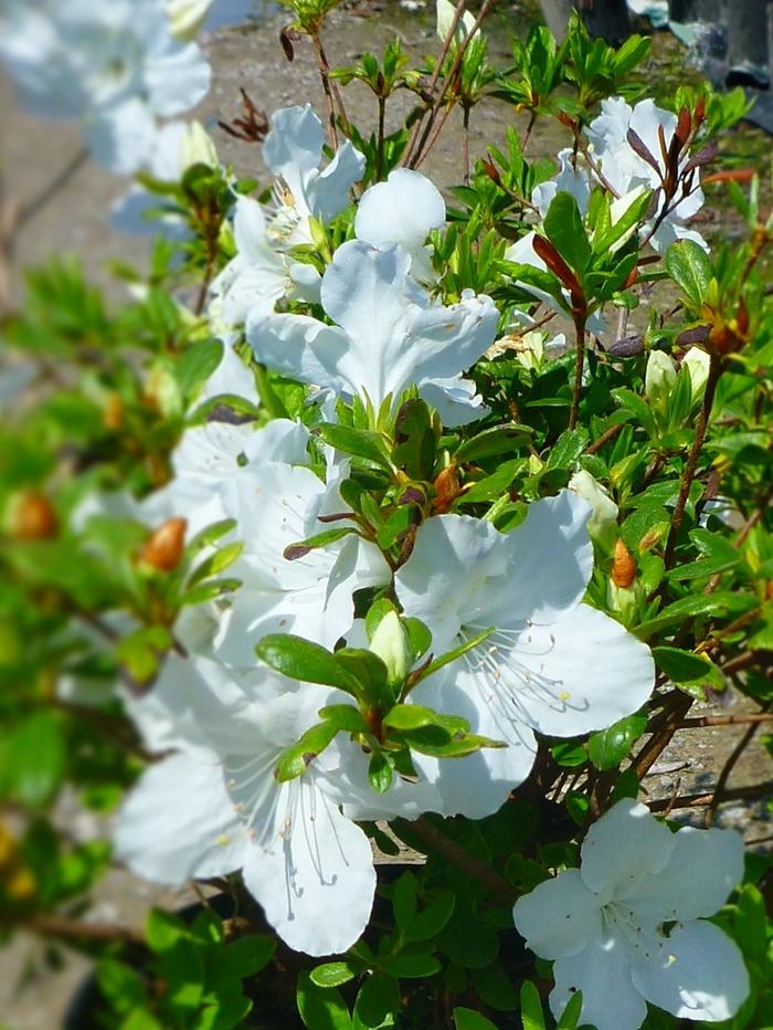 Rhododendron Girard hybrid Girard's Pleasant White