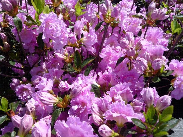 Rhododendron Shammarello hybrid Elsie Lee