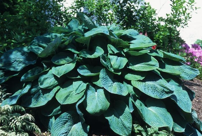 Hosta sieboldiana Elegans