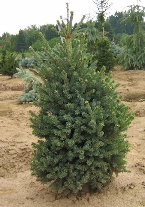 Picea mariana Blue Teardrop