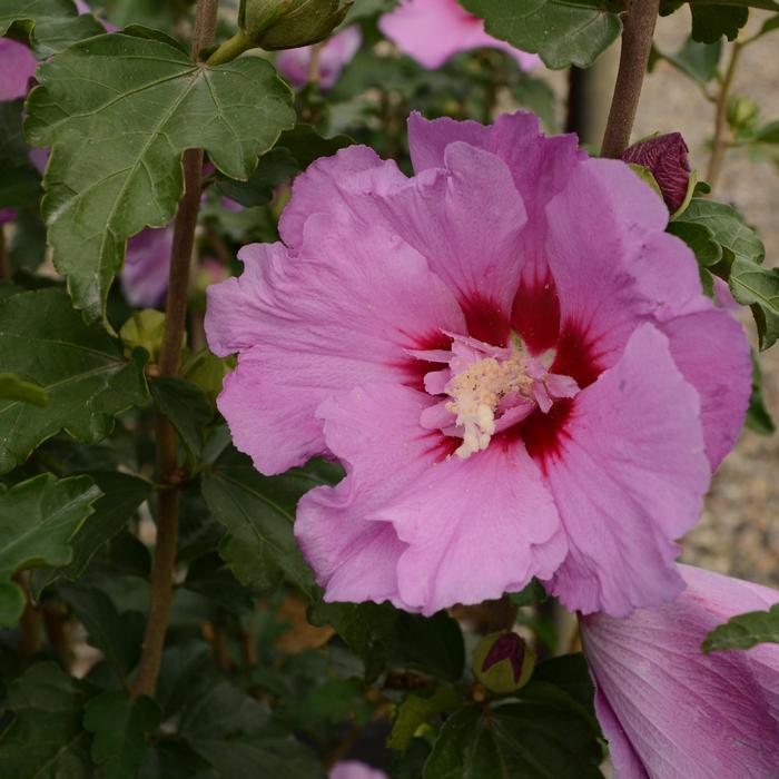 Hibiscus syriacus First Editions® Tahiti™