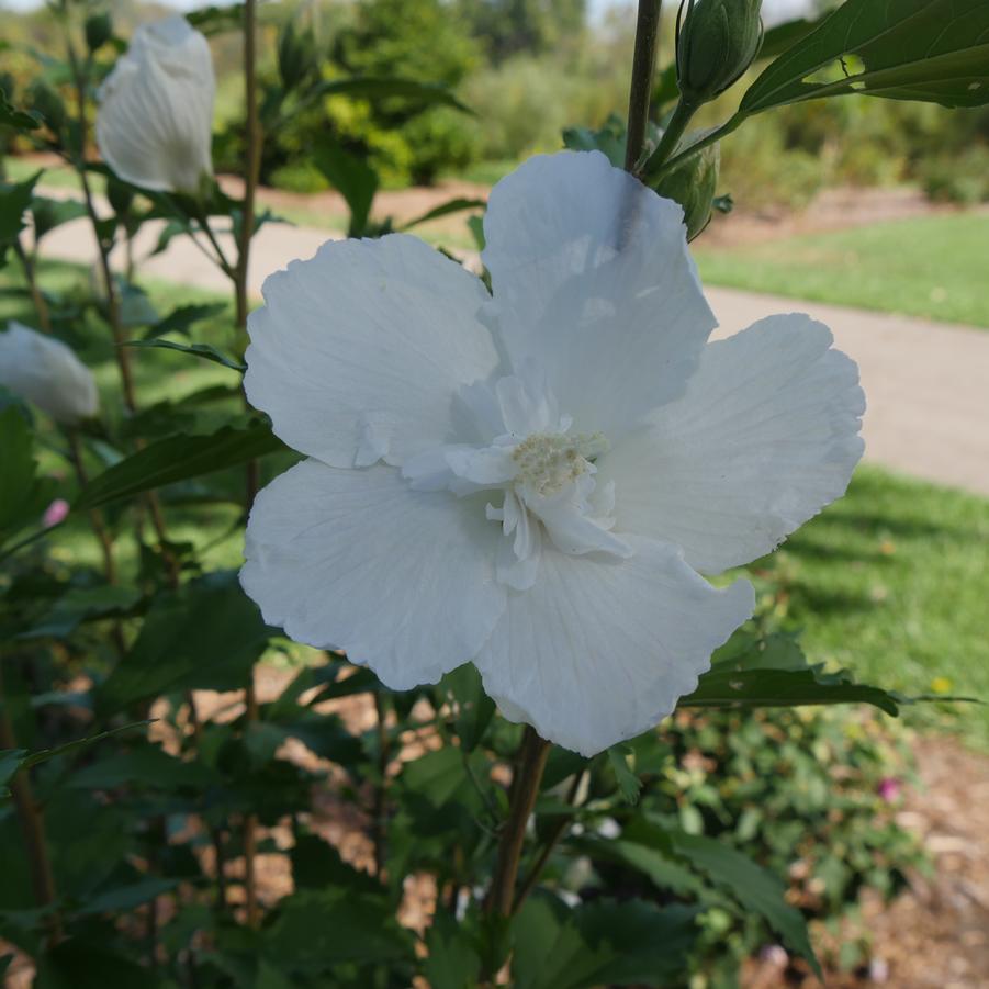 Hibiscus syriacus White Pillar®