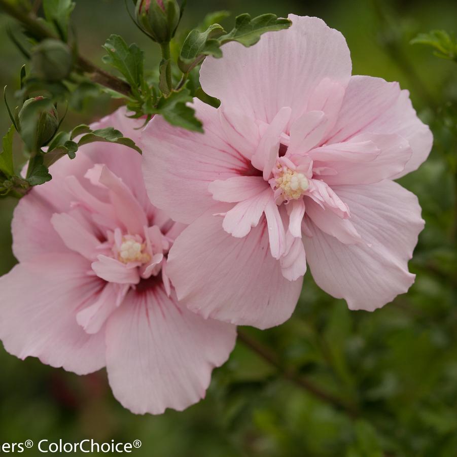 Hibiscus syriacus Pink Chiffon®