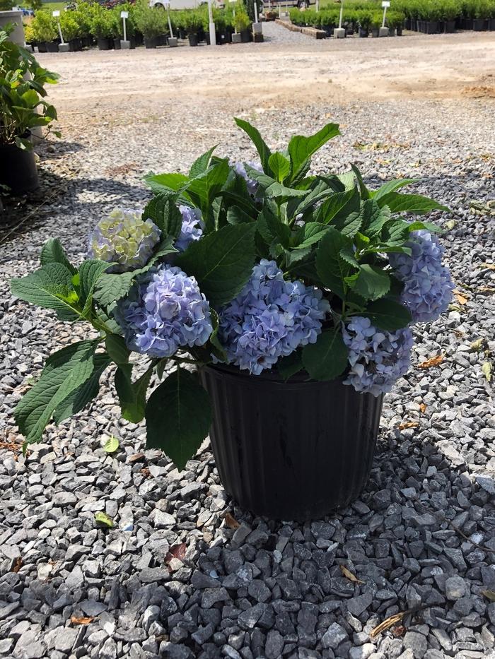 Hydrangea macrophylla Nikko Blue