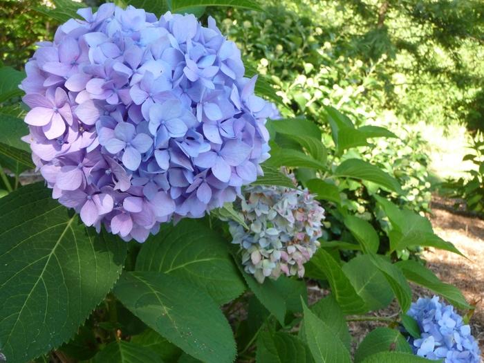 Hydrangea macrophylla Penny Mac