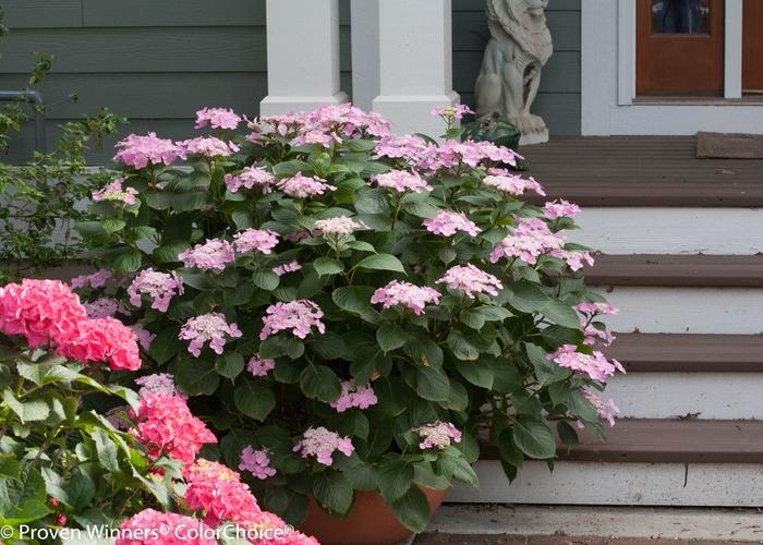 Hydrangea macrophylla Let's Dance® Starlight