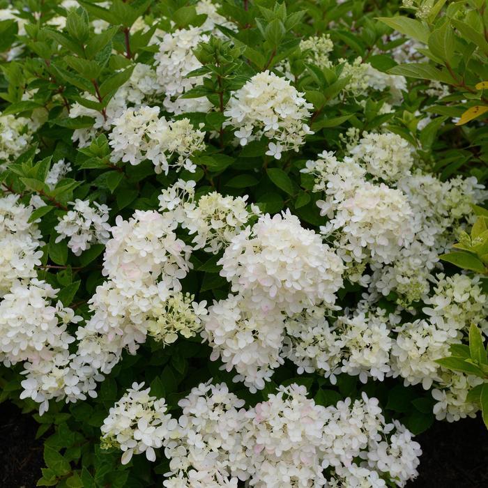 Hydrangea paniculata Bombshell