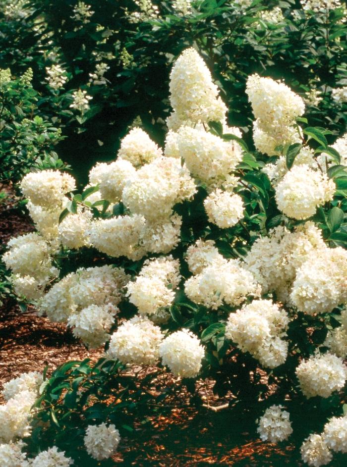 Hydrangea paniculata Little Lamb