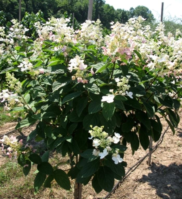 Hydrangea paniculata Pink Diamond