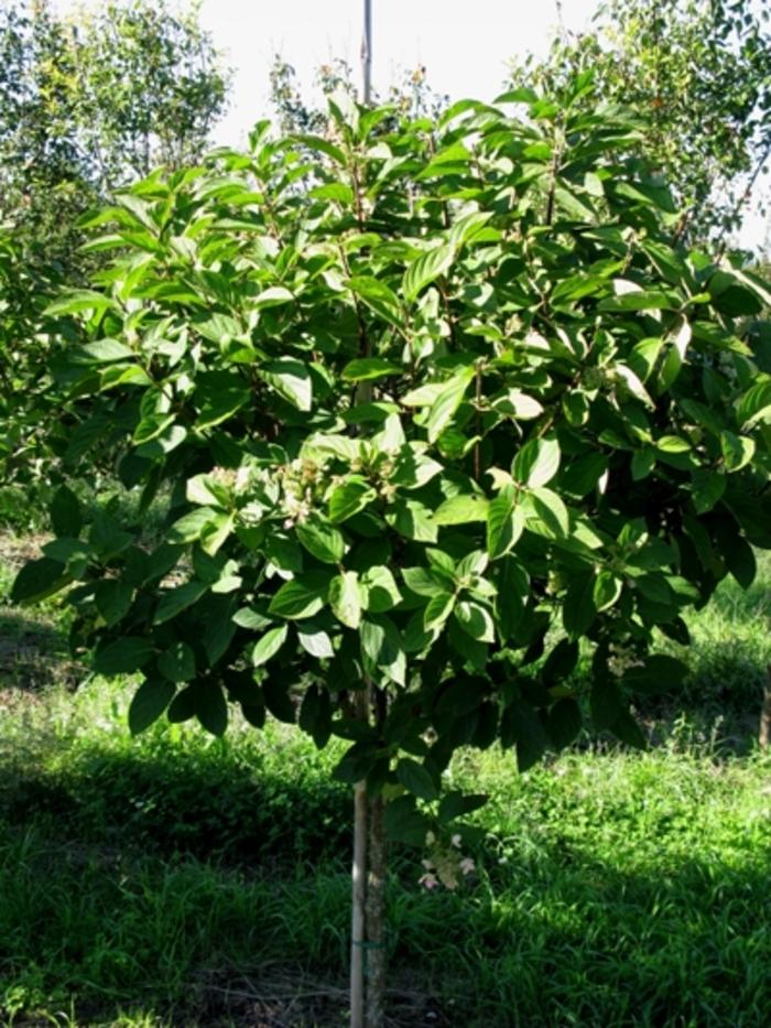 Hydrangea paniculata Tardiva