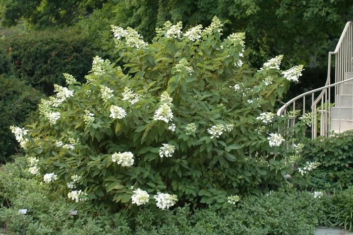 Hydrangea paniculata Unique