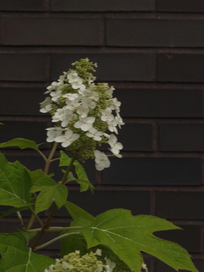 Hydrangea quercifolia Alice