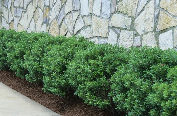 Ilex crenata Soft Touch