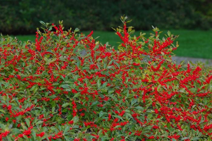 Ilex verticillata Red Sprite