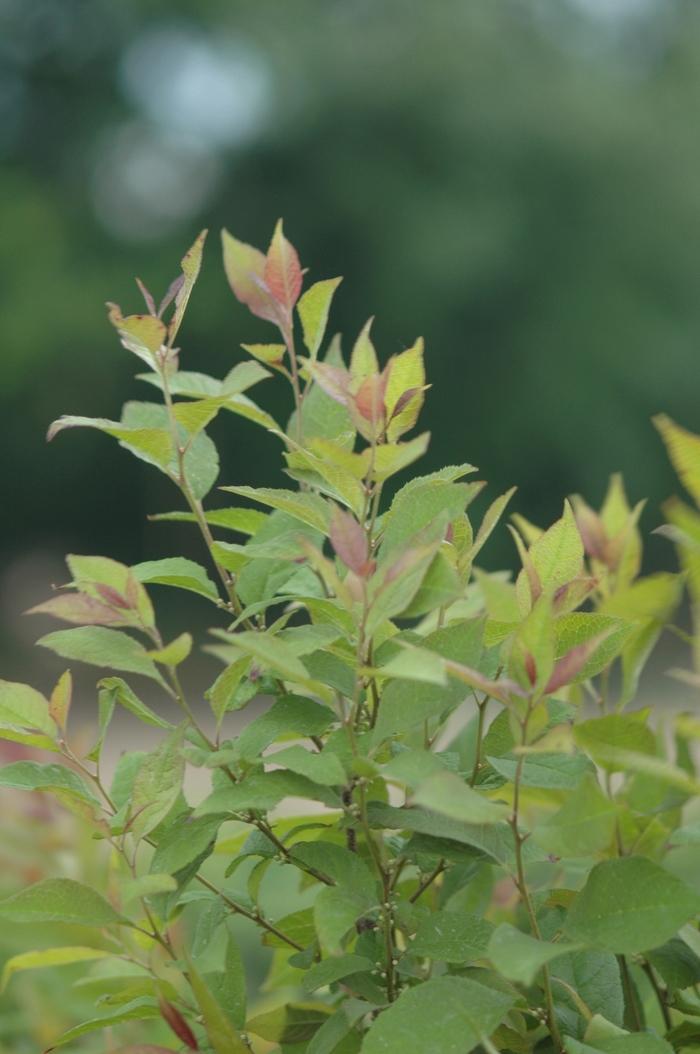 Ilex verticillata Sparkleberry