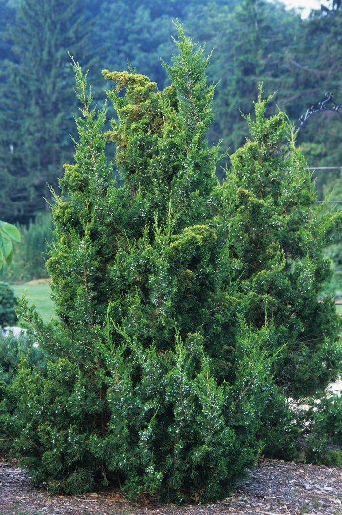 Juniperus chinensis Keteleeri