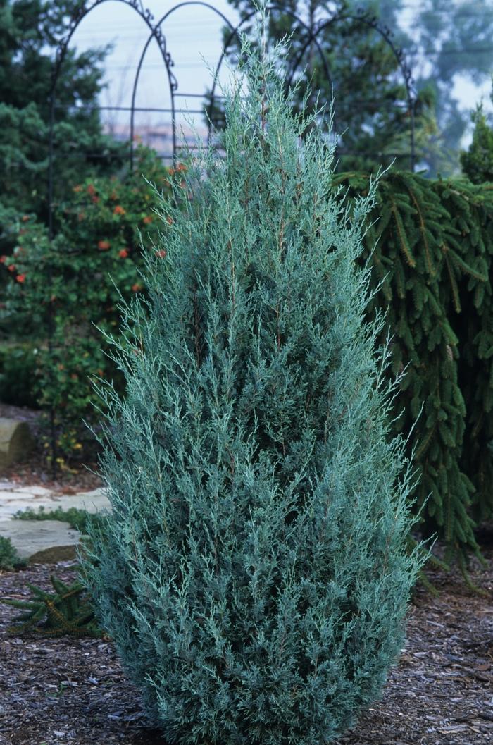 Juniperus scopulorum Wichita Blue