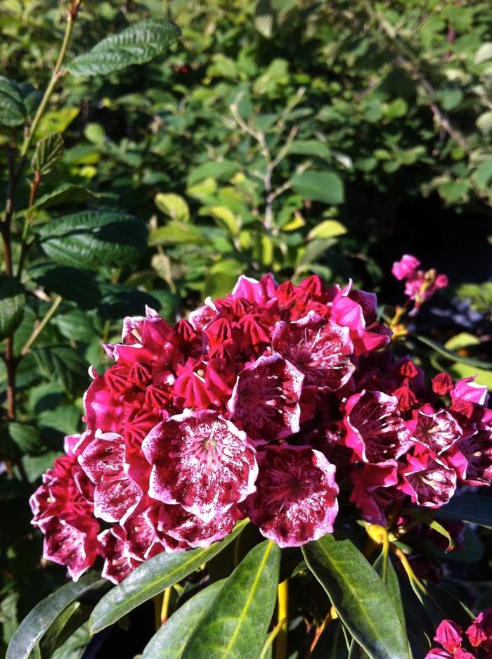 Kalmia latifolia Kaleidoscope