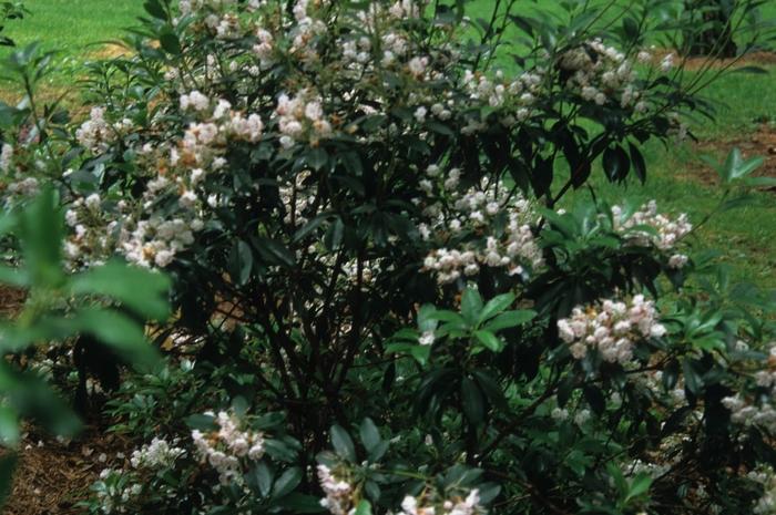 Kalmia latifolia Olympic Fire