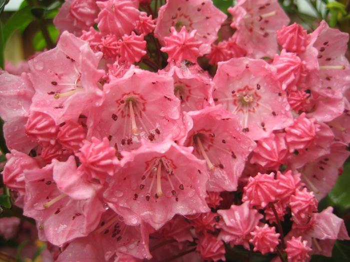 Kalmia latifolia Pink Charm