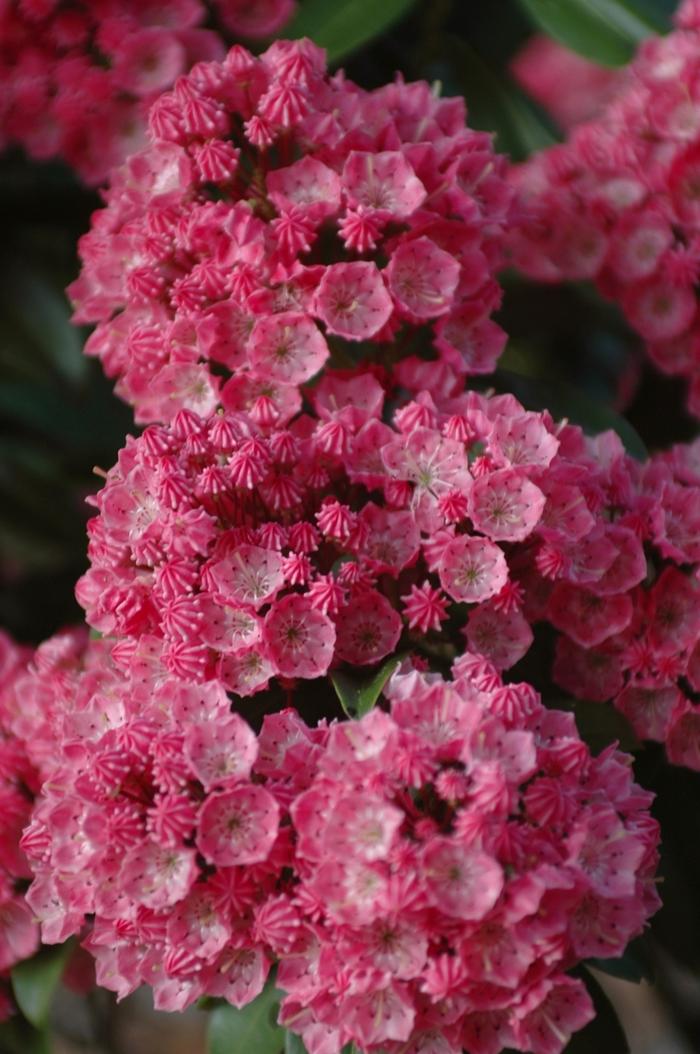 Kalmia latifolia 'Sarah' Sarah Mountain-laurel from Hardscrabble Farms