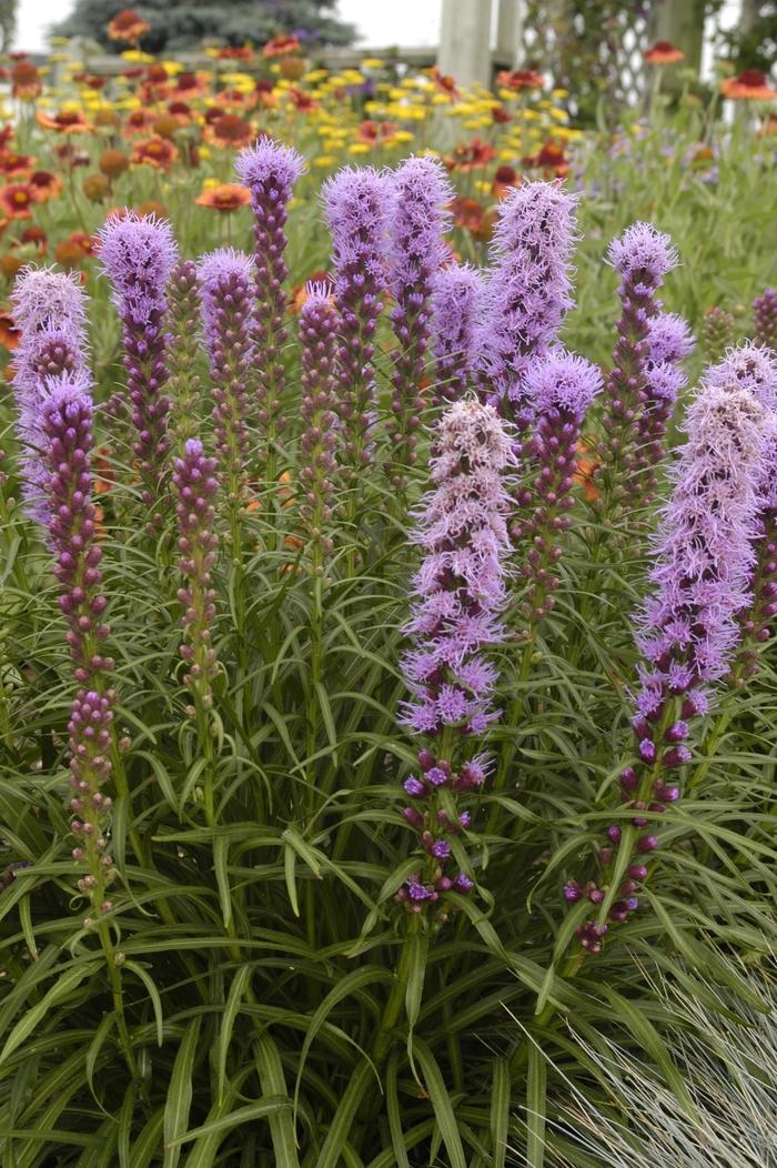 Liatris spicata Kobold