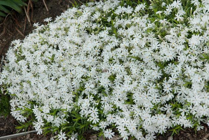 Phlox subulata Snowflake