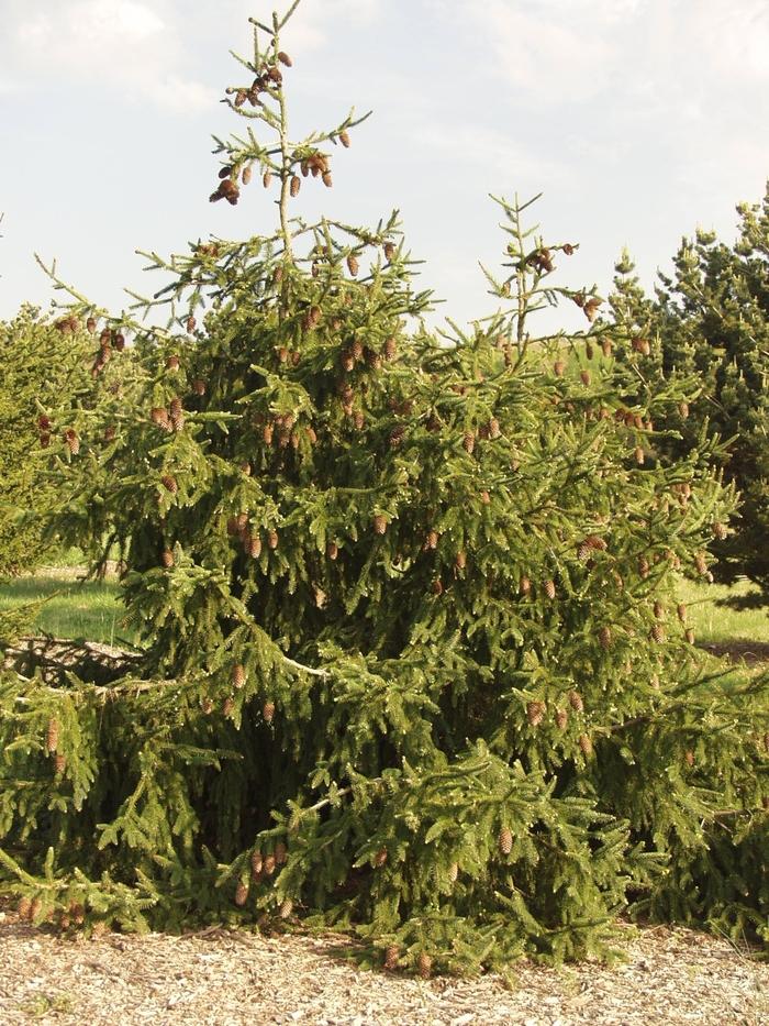 Picea abies Acrocona